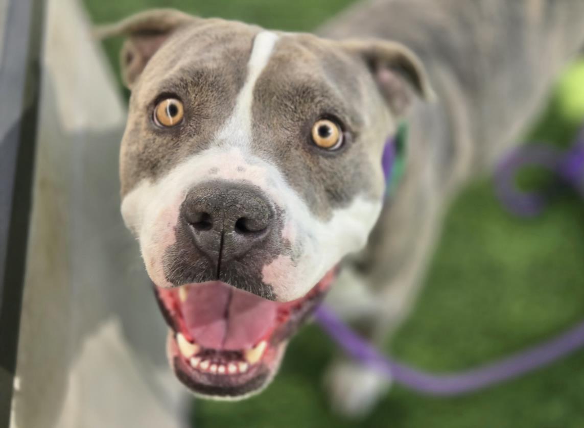 Enlarge FORTUNE, a Adoptable Pit Bull Terrier in Phoenix, AZ image 1/1