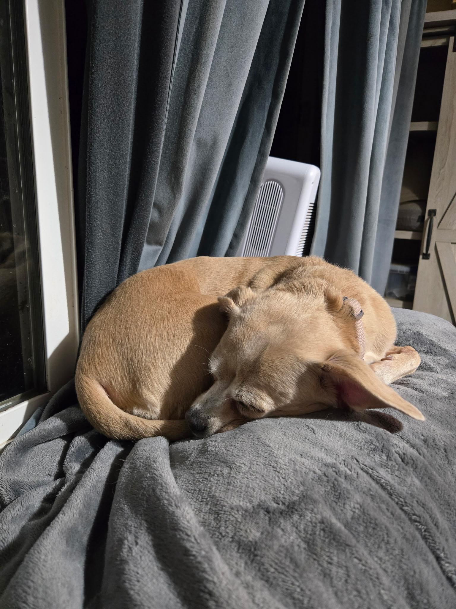 Enlarge Princess, a ADOPTABLE mixed breed in Sheridan, OR image 4/6
