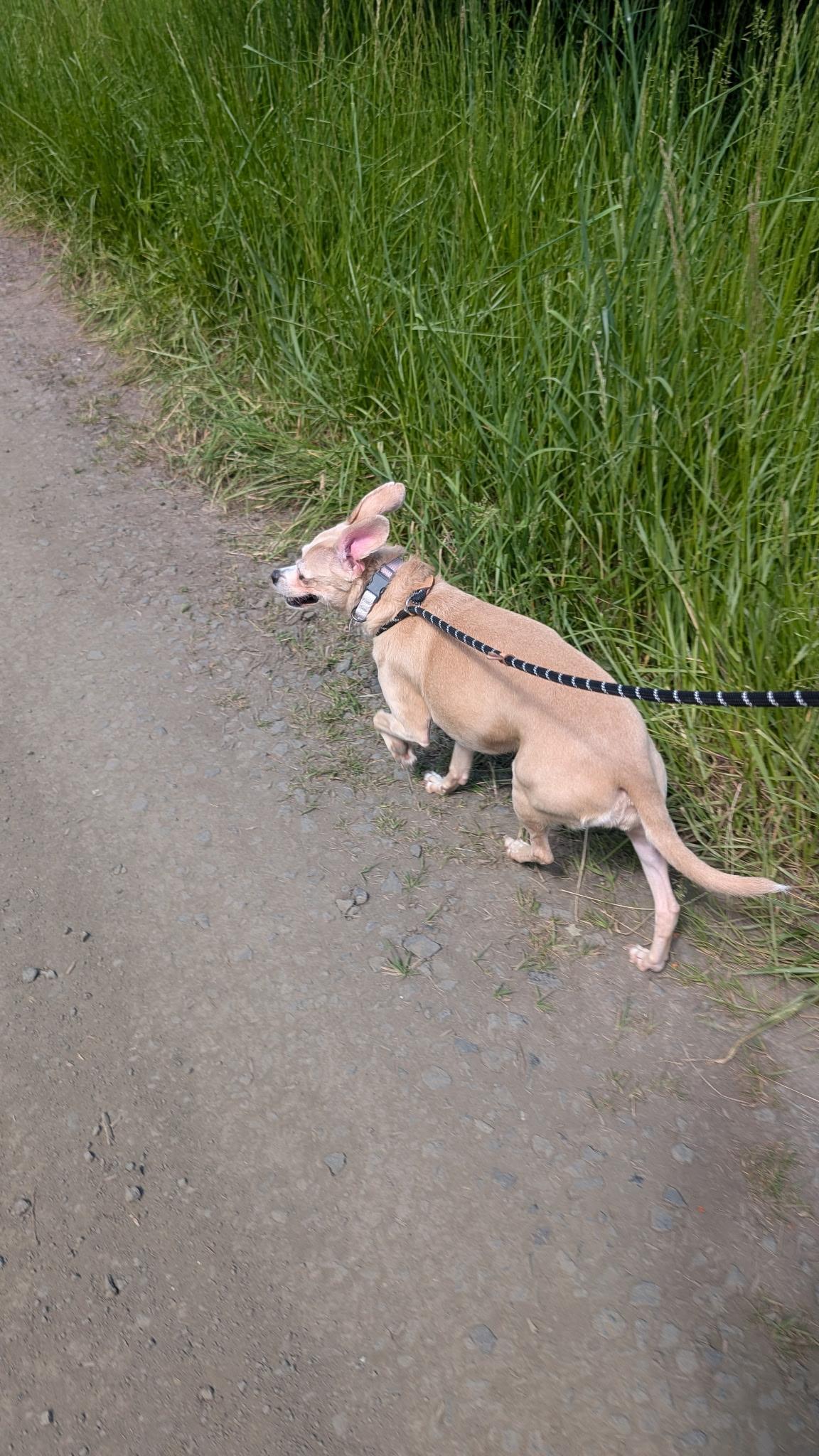 Enlarge Princess, a ADOPTABLE mixed breed in Sheridan, OR image 3/6