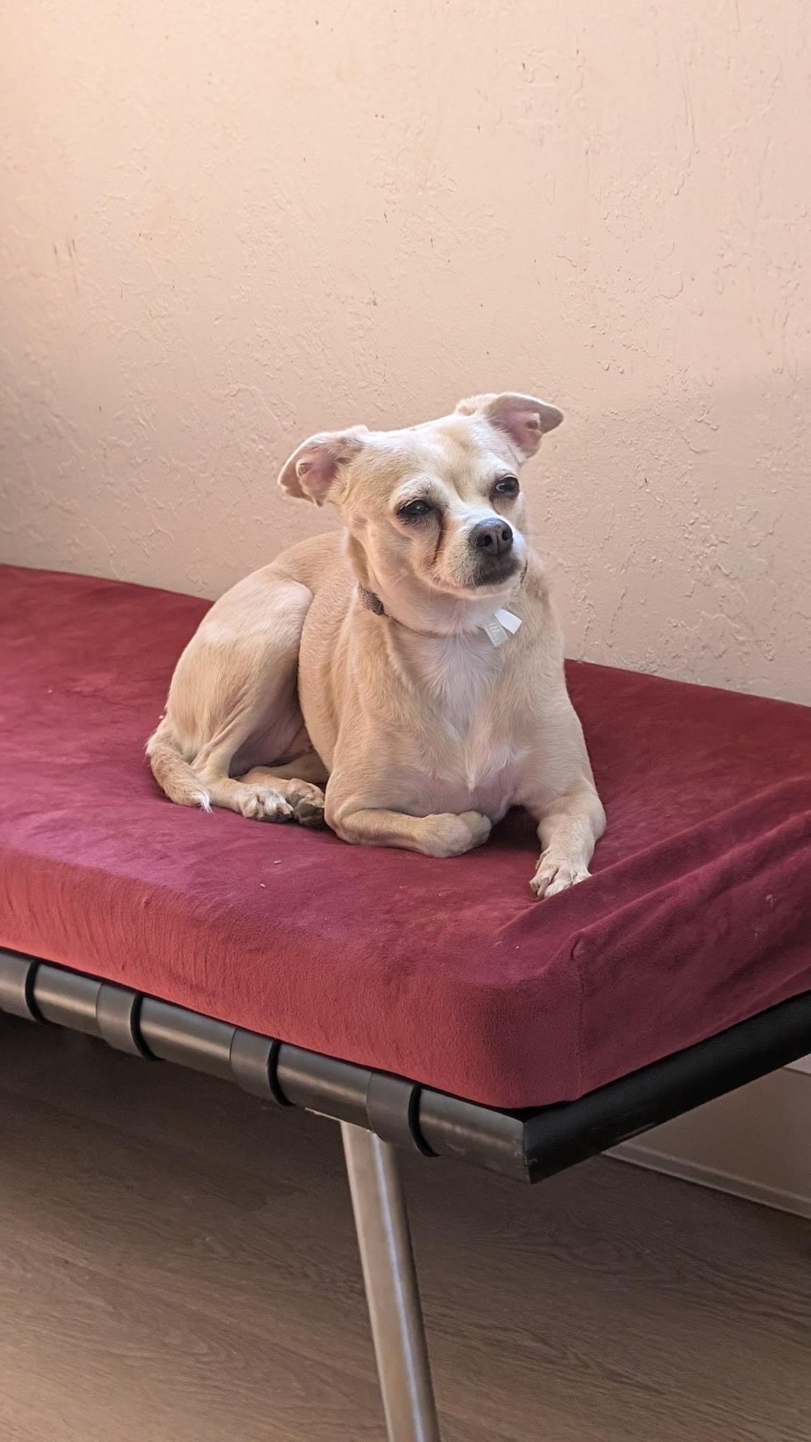 Enlarge Princess, a ADOPTABLE mixed breed in Sheridan, OR image 1/6