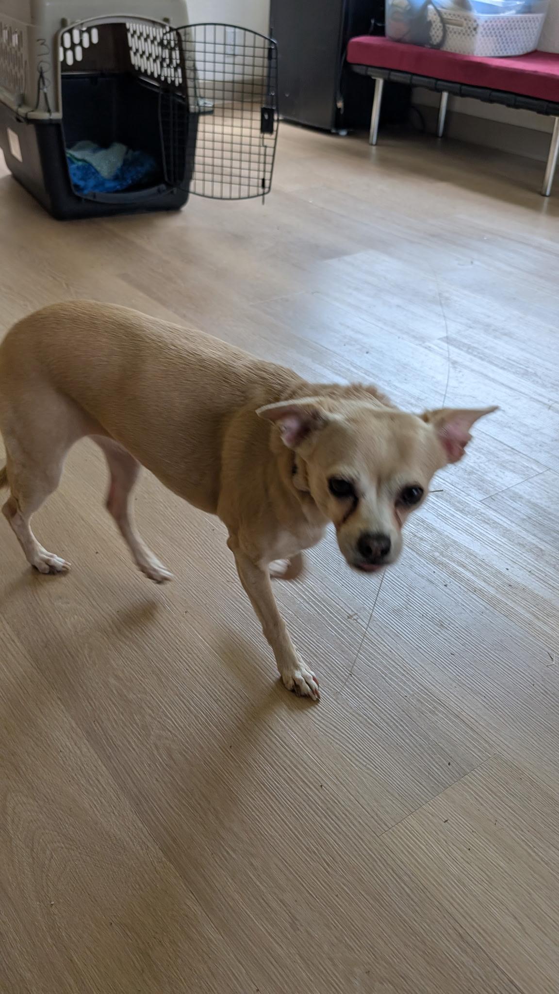 Enlarge Princess, a ADOPTABLE mixed breed in Sheridan, OR image 6/6