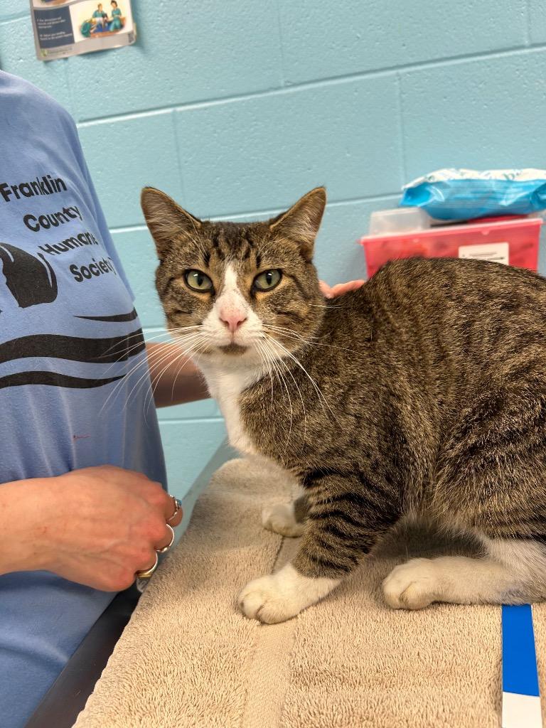 Enlarge Bemini, a Adoptable Domestic Short Hair in Frankfort, KY image 2/2