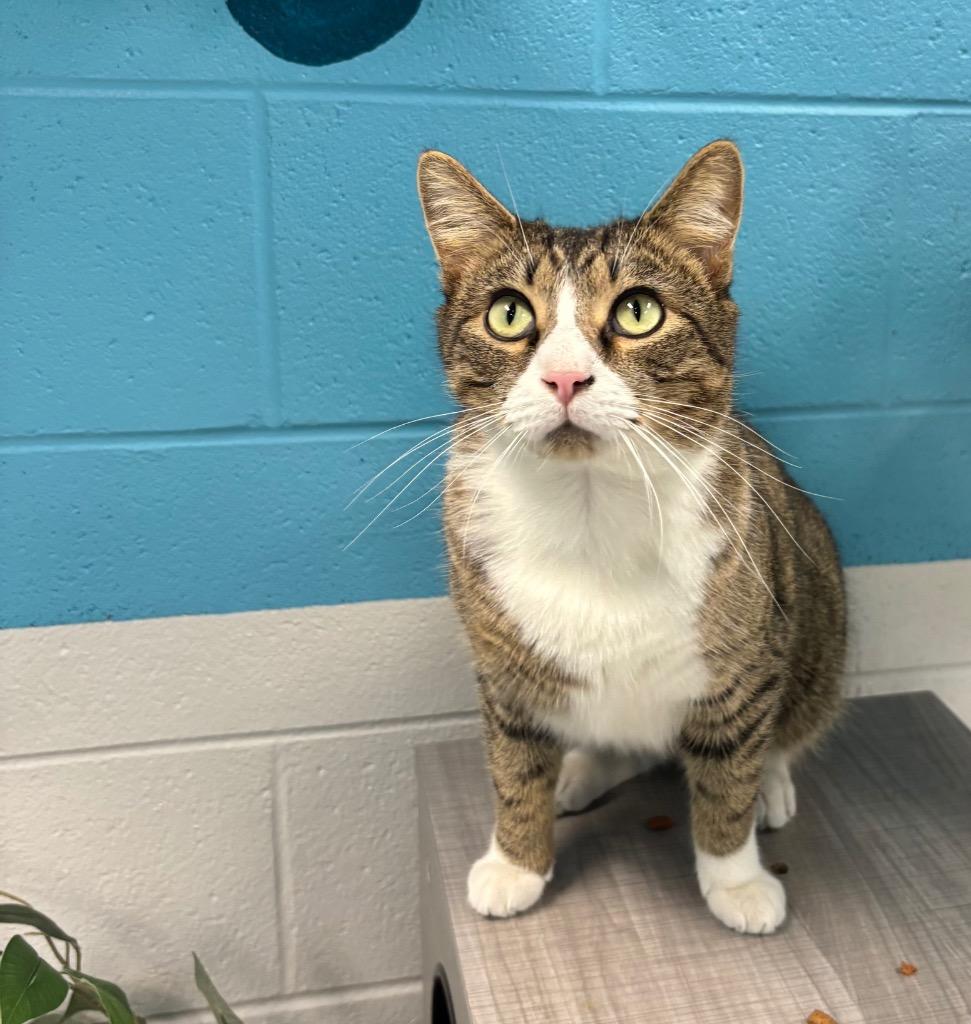 Bemini, Adoptable, Adult Male Domestic Short Hair.