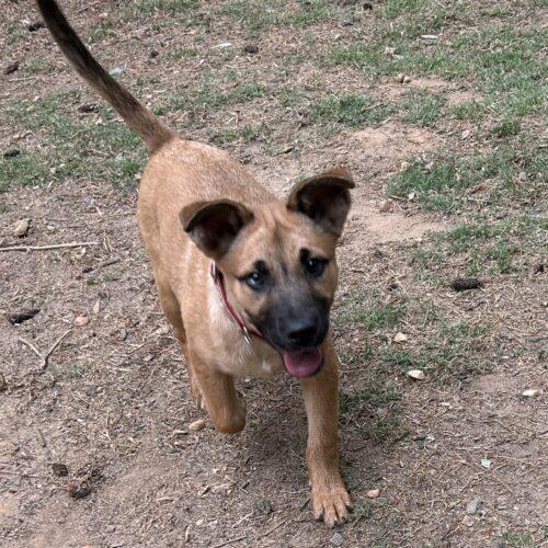 Nico, a Adoptable German Shepherd Dog in Raleigh, NC image 1/6
