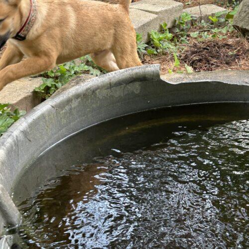 Nico, a Adoptable German Shepherd Dog in Raleigh, NC image 2/6