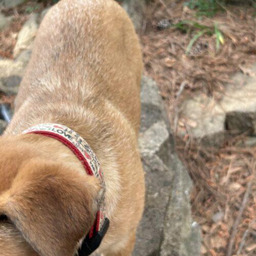 Nico, a Adoptable German Shepherd Dog in Raleigh, NC image 3/6