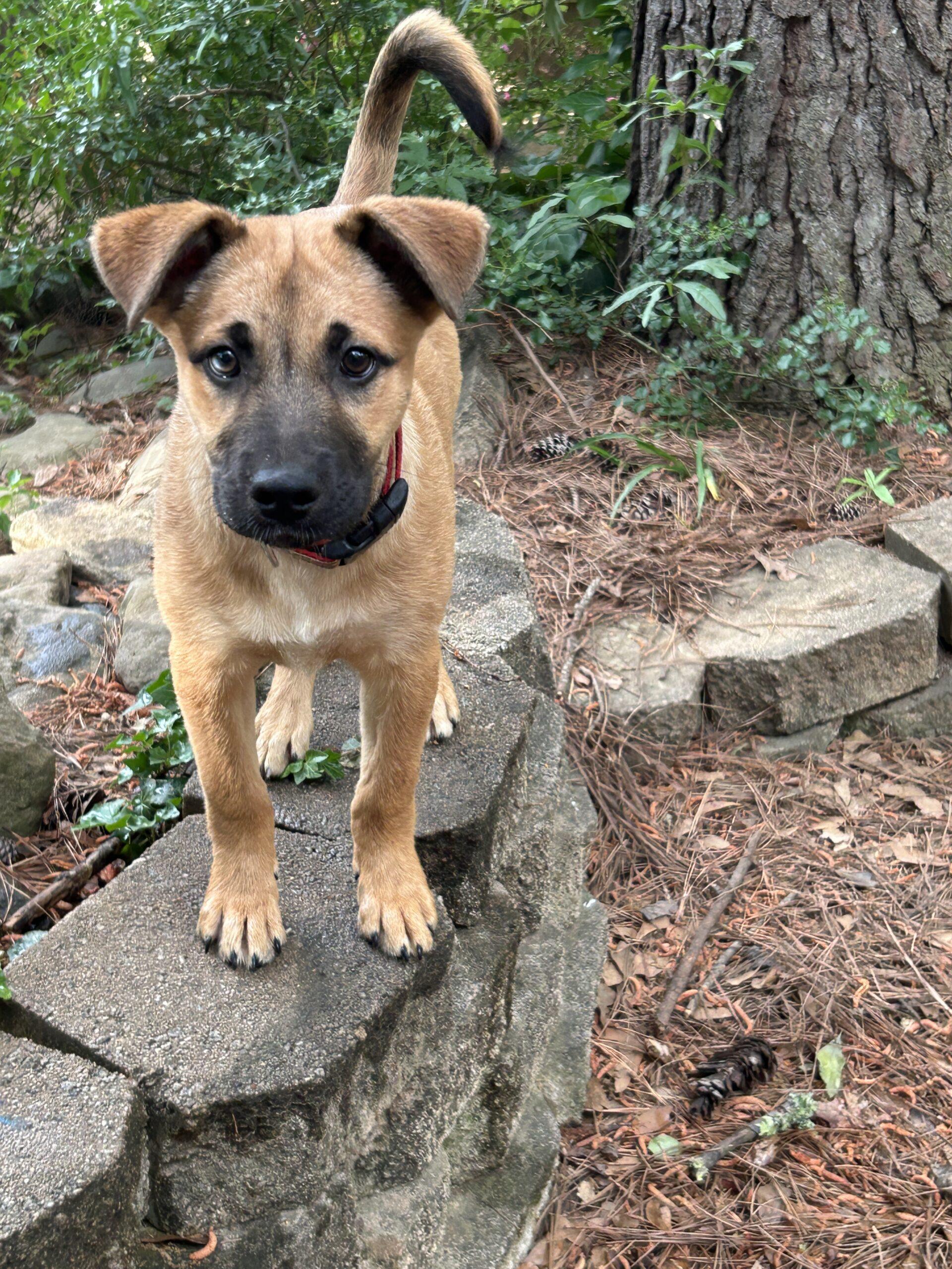 Nico, a Adoptable German Shepherd Dog in Raleigh, NC image 4/6
