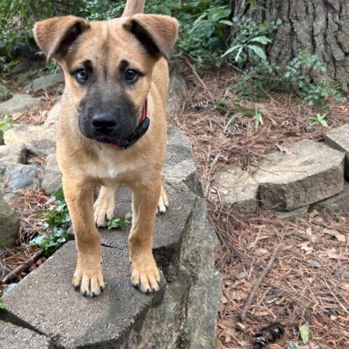 Nico, a Adoptable German Shepherd Dog in Raleigh, NC image 5/6
