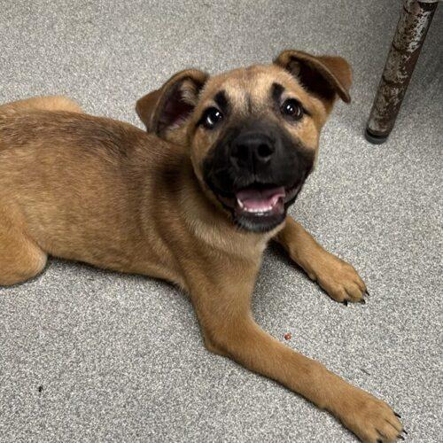 Nico, a Adoptable German Shepherd Dog in Raleigh, NC image 6/6