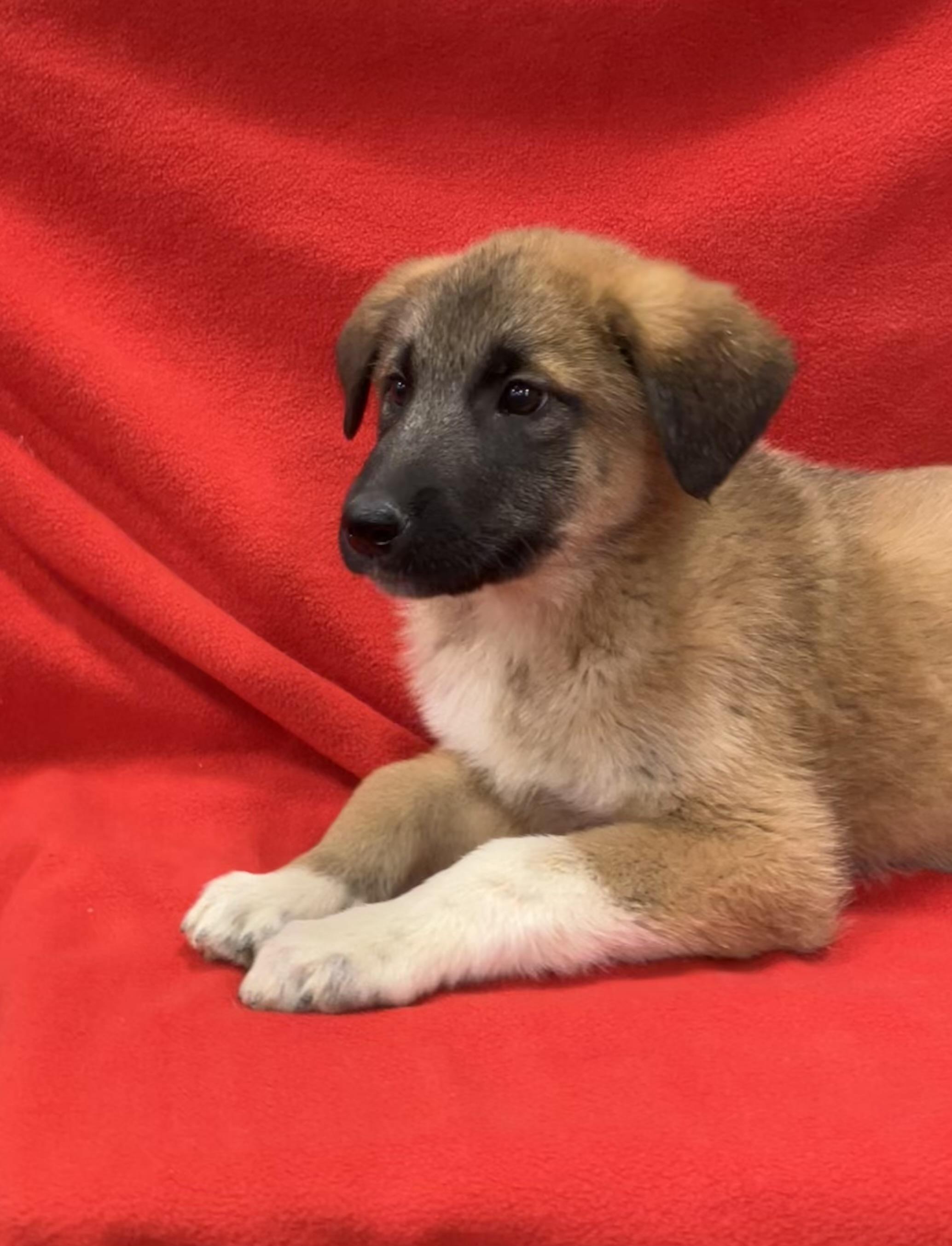 Enlarge Jack, a ADOPTABLE mixed breed in Henderson, NV image 1/4