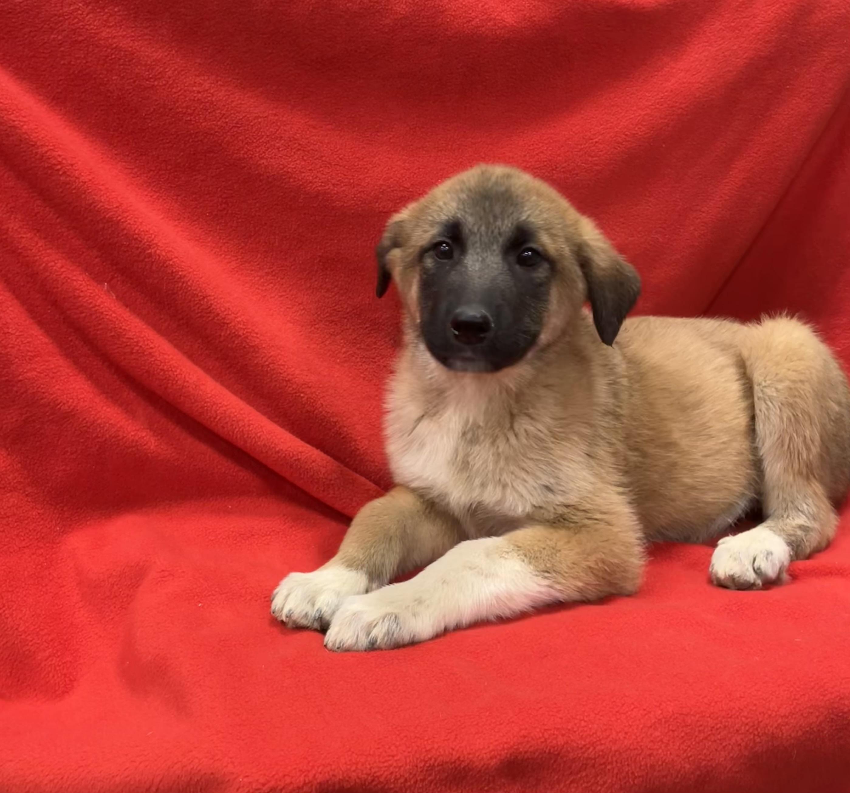 Enlarge Jack, a ADOPTABLE mixed breed in Henderson, NV image 3/4