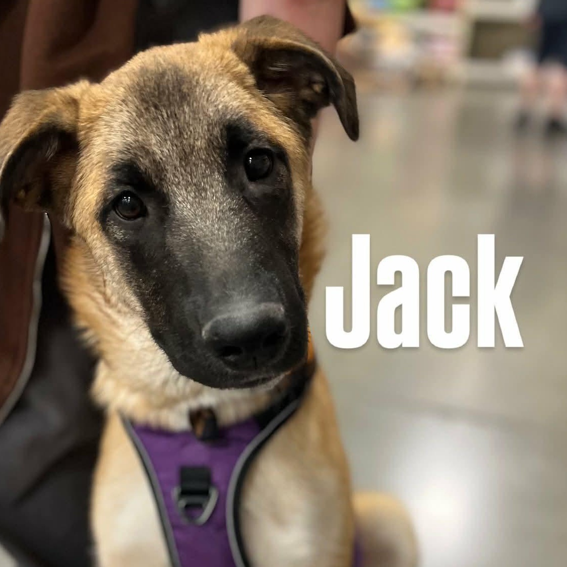 Enlarge Jack, a ADOPTABLE mixed breed in Henderson, NV image 1/5