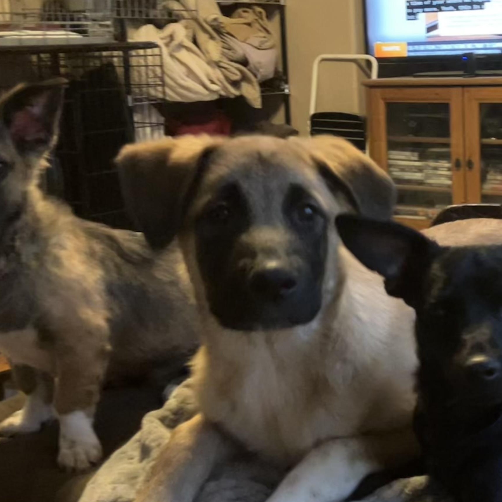 Enlarge Jack, a ADOPTABLE mixed breed in Henderson, NV image 2/4