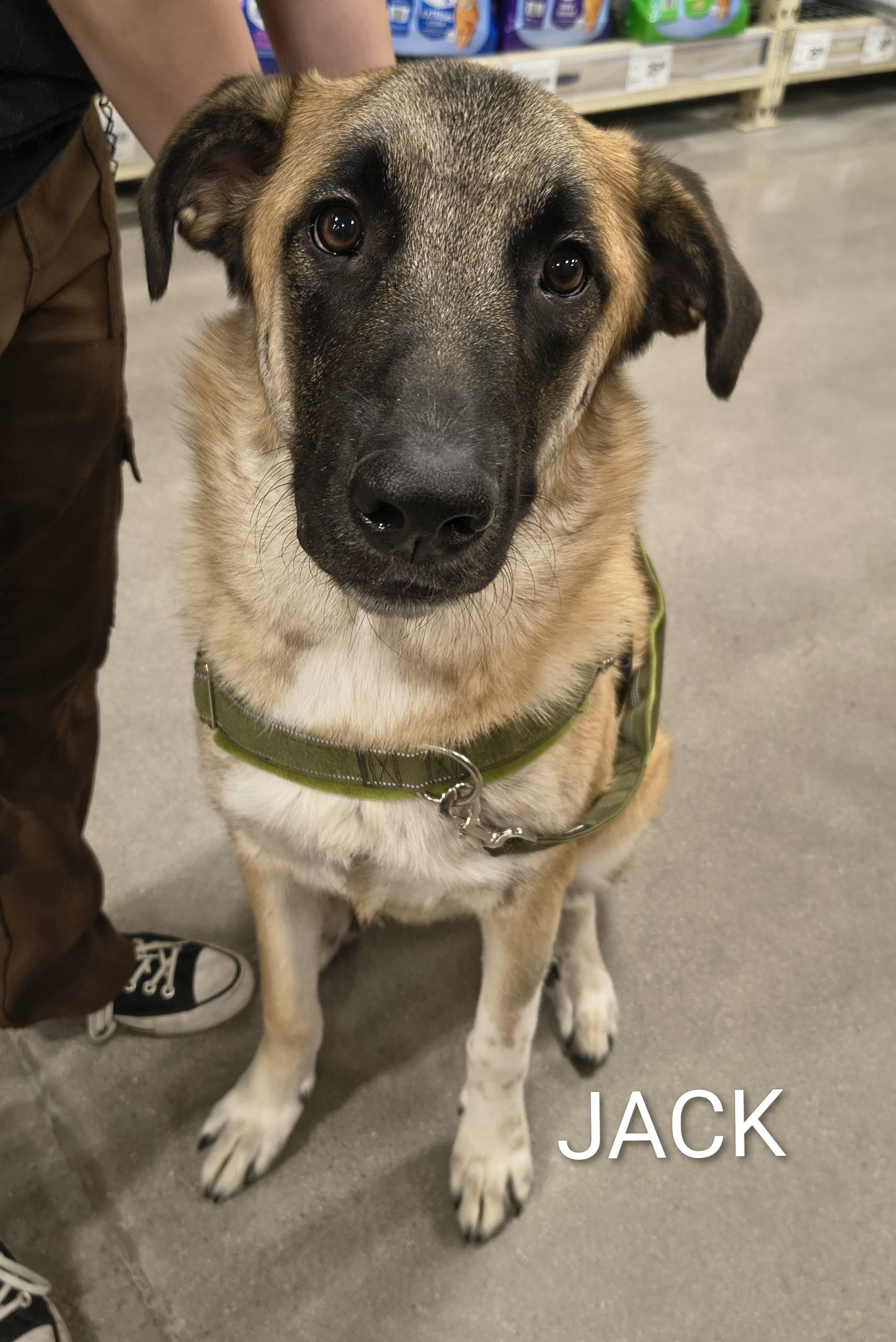 Enlarge Jack, a ADOPTABLE mixed breed in Henderson, NV image 2/3