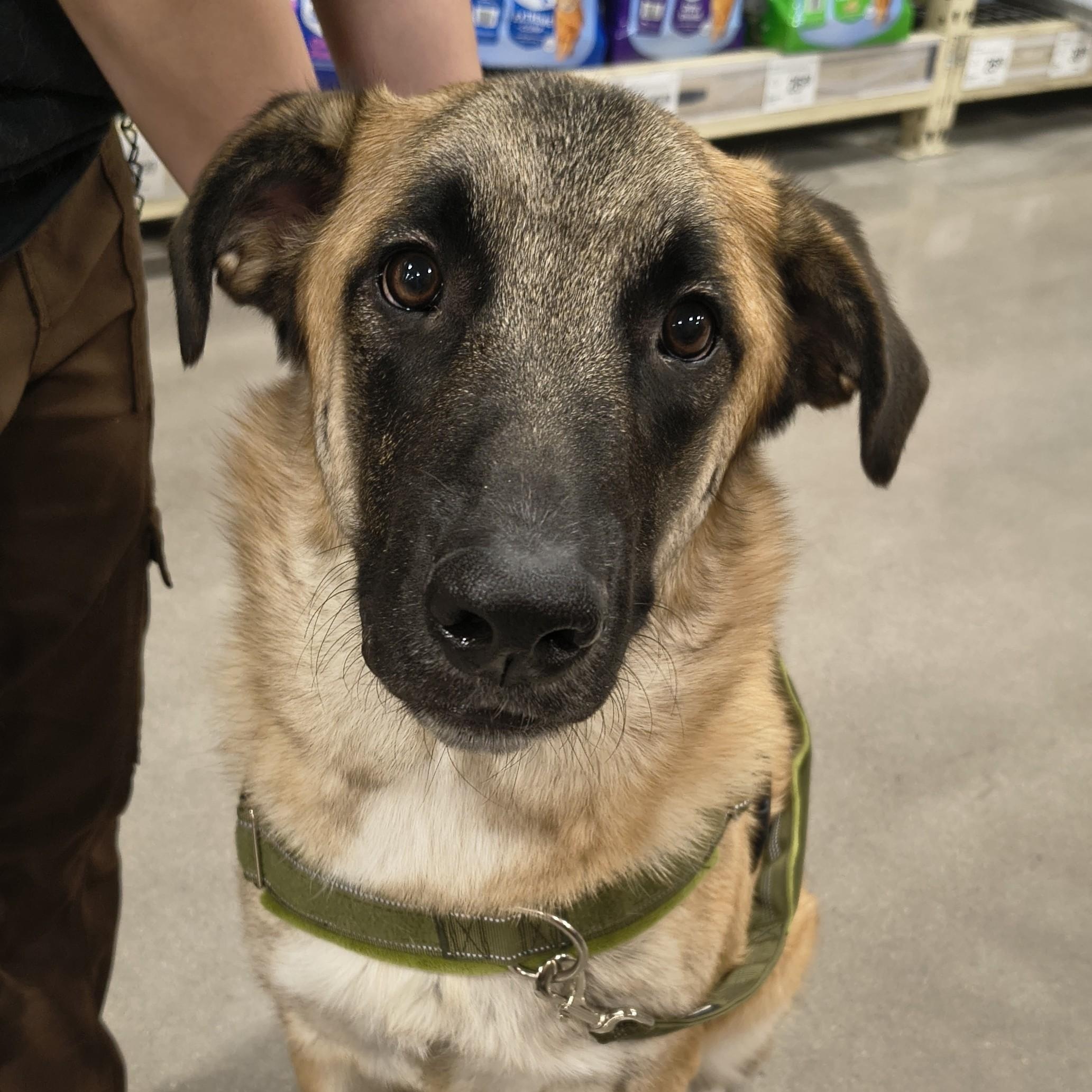 Enlarge Jack, a Adoptable mixed breed in Henderson, NV image 1/1