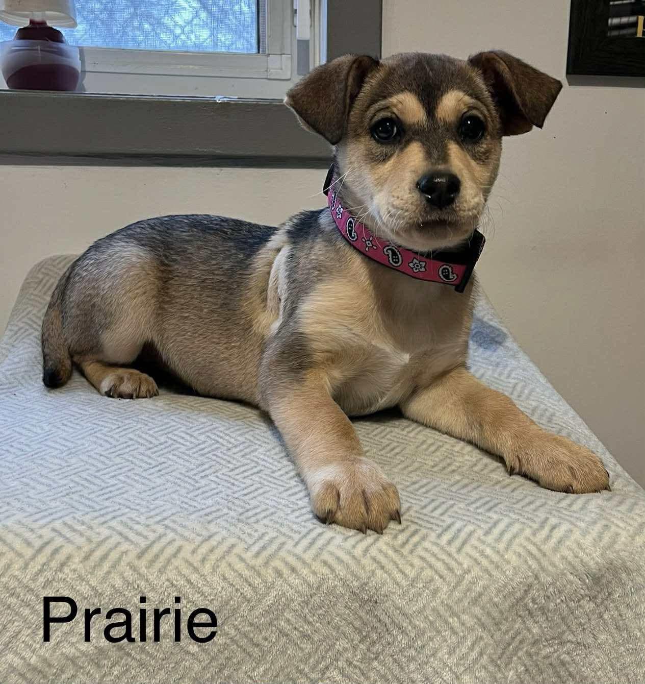 Prairie, ADOPTABLE, Puppy Female German Shepherd Dog.