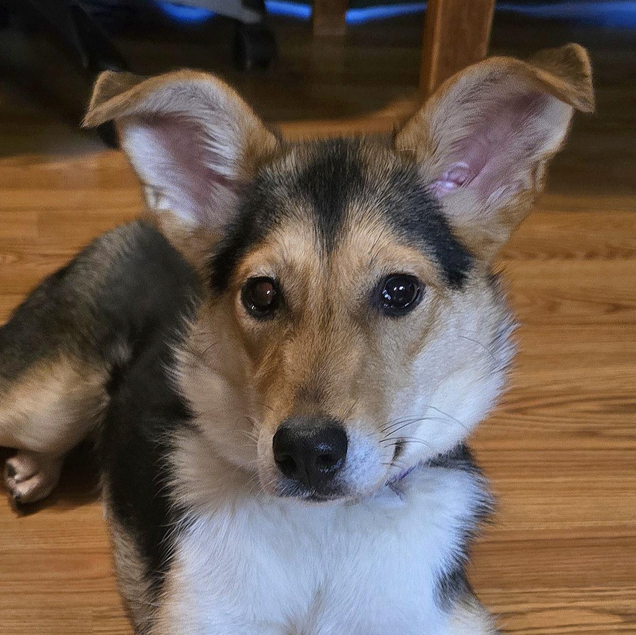 Enlarge Tipsy **Special Needs**, an adopted mixed breed in Fredericksburg, VA image 1/3