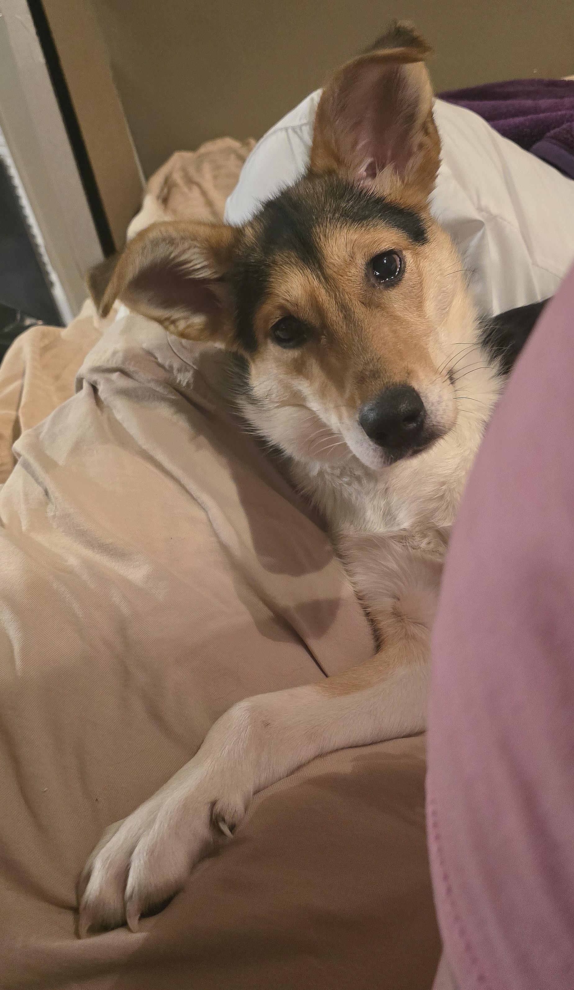 Enlarge Tipsy **Special Needs**, an adopted mixed breed in Fredericksburg, VA image 2/3