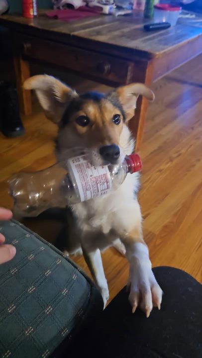 Enlarge Tipsy **Special Needs**, an adopted mixed breed in Fredericksburg, VA video 3/3