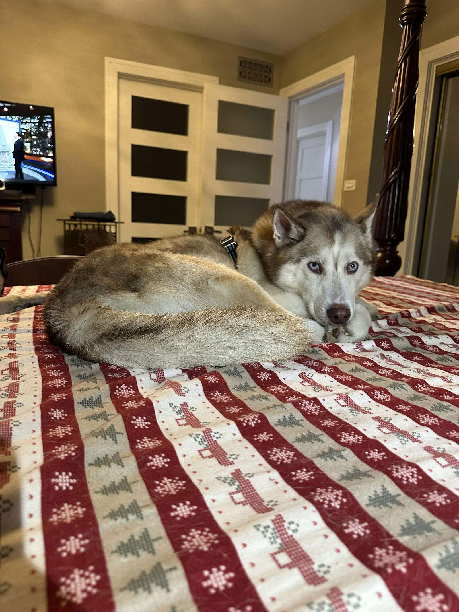 Maxwell, Adoptable, Adult Male Husky & Pomeranian.