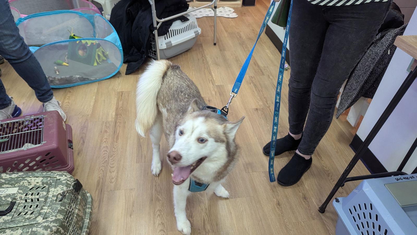 Enlarge Maxwell, a Adoptable mixed breed in hinckley, IL image 2/3