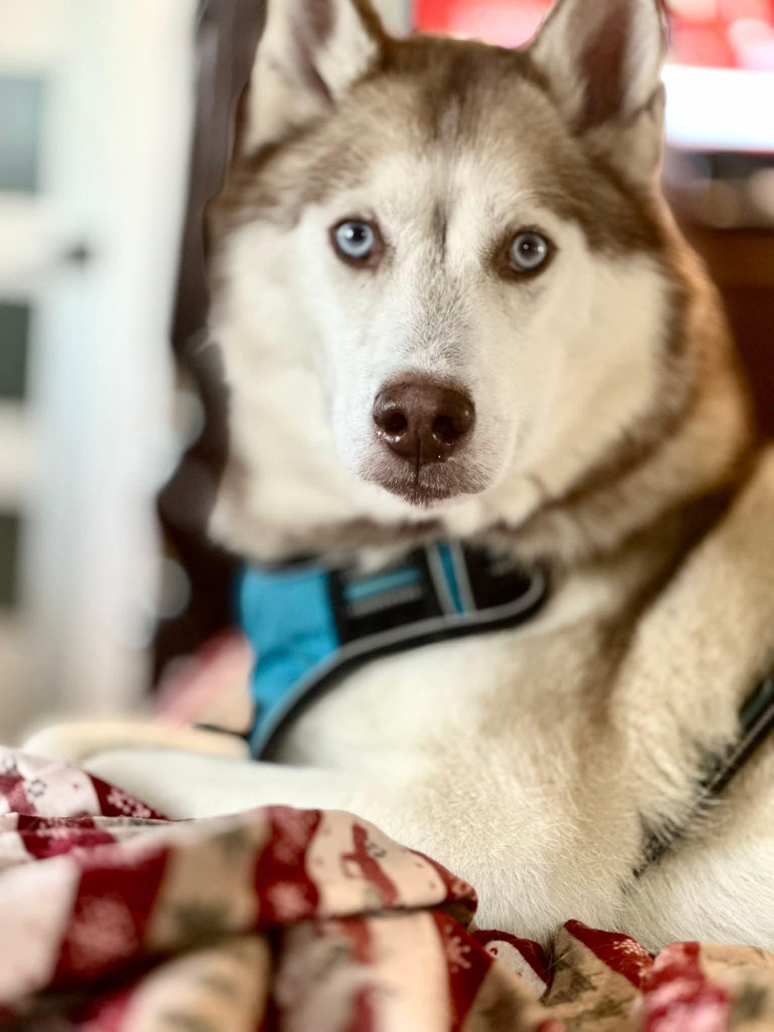 Enlarge Maxwell, a Adoptable mixed breed in hinckley, IL image 3/3