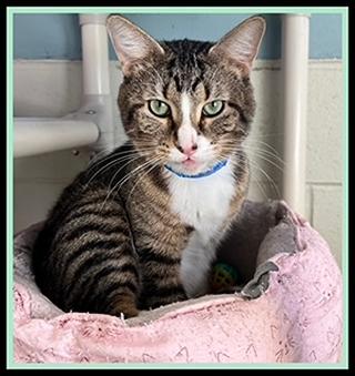 ANDRE, Adoptable, Young Male Domestic Short Hair.