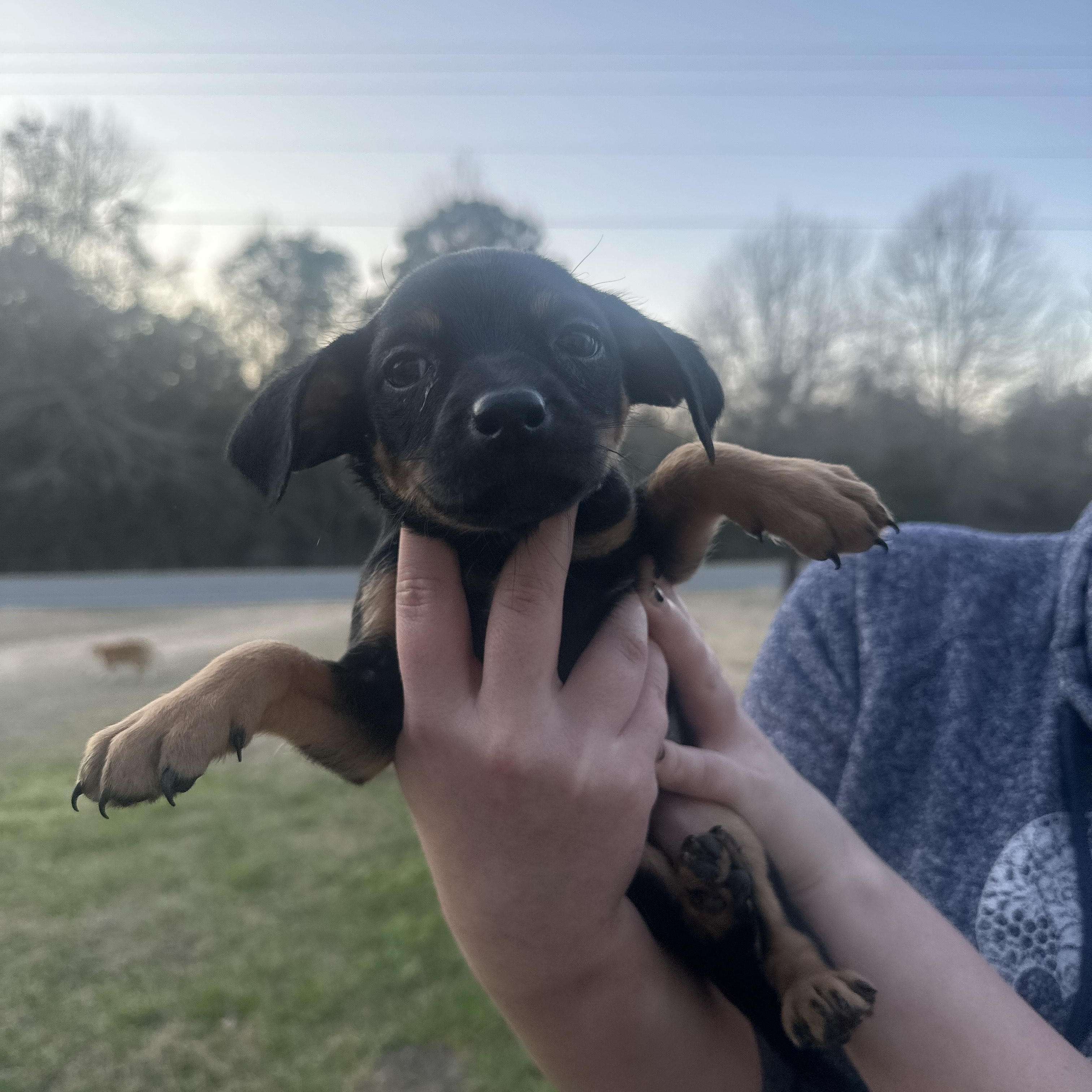 Simi Shortcake — thumbnail 2