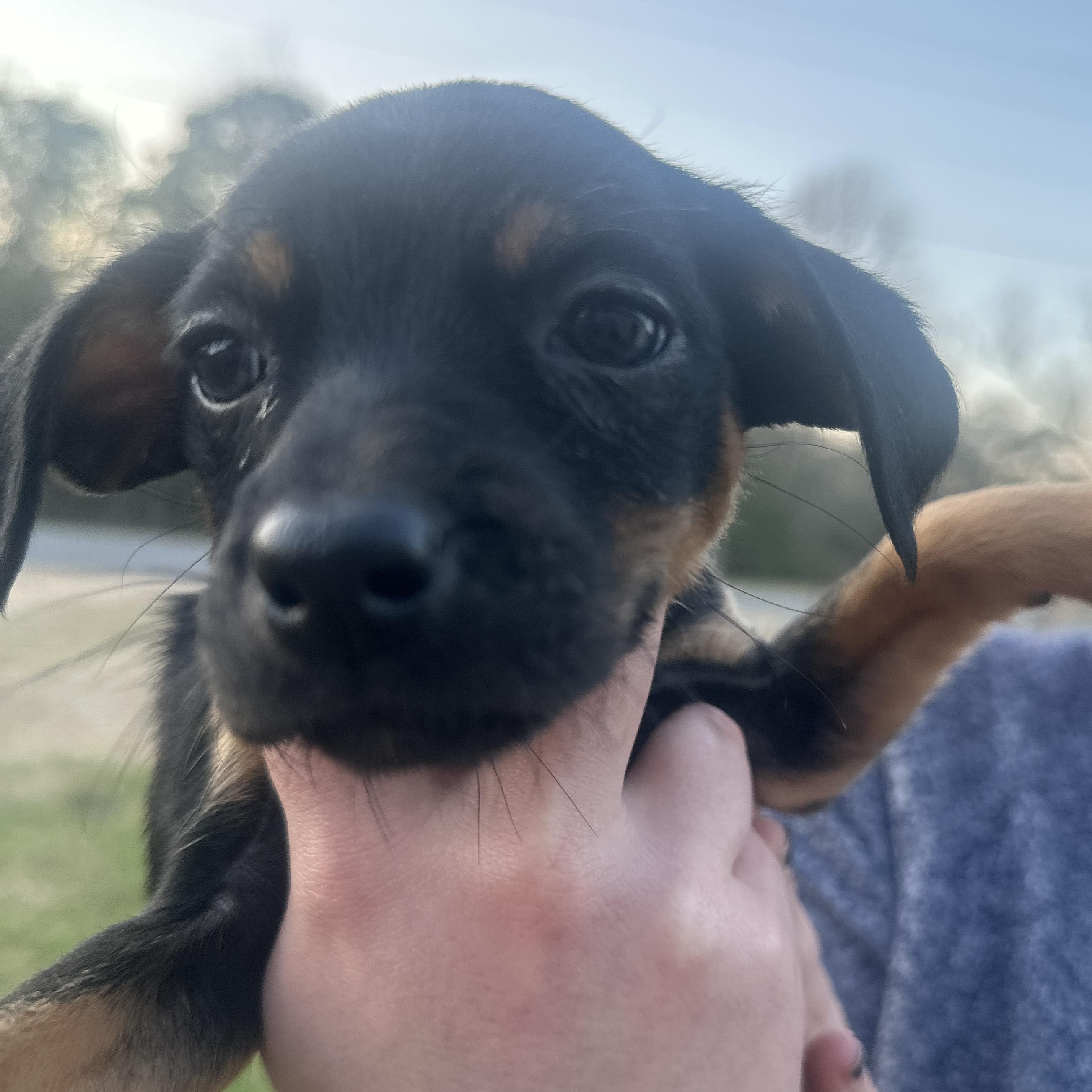 Simi Shortcake — thumbnail 3