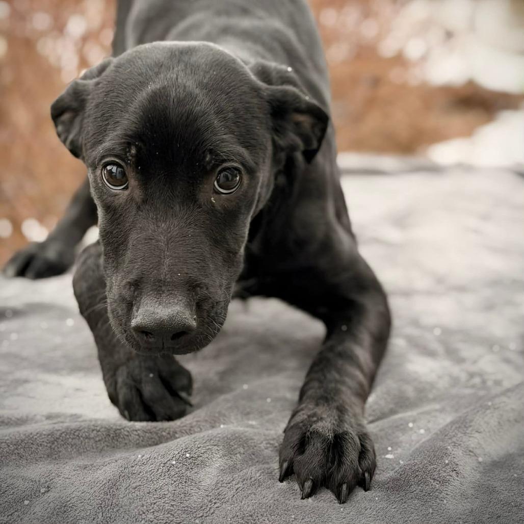 Enlarge CT Odis (Fostered in Glastonbury, CT), a Adoptable mixed breed in Stormville, NY image 1/4