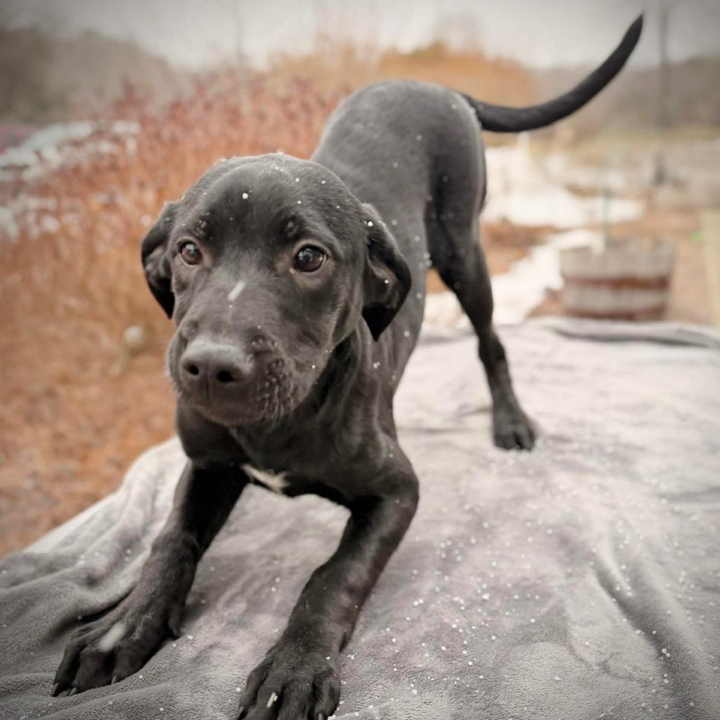 Enlarge CT Odis (Fostered in Glastonbury, CT), a Adoptable mixed breed in Stormville, NY image 3/4