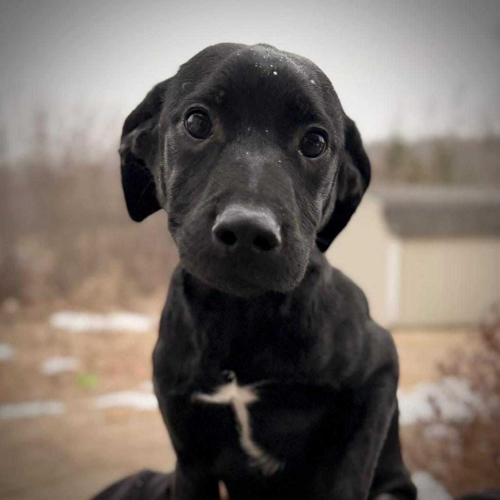 Enlarge CT Odis (Fostered in Glastonbury, CT), a Adoptable mixed breed in Stormville, NY image 4/4