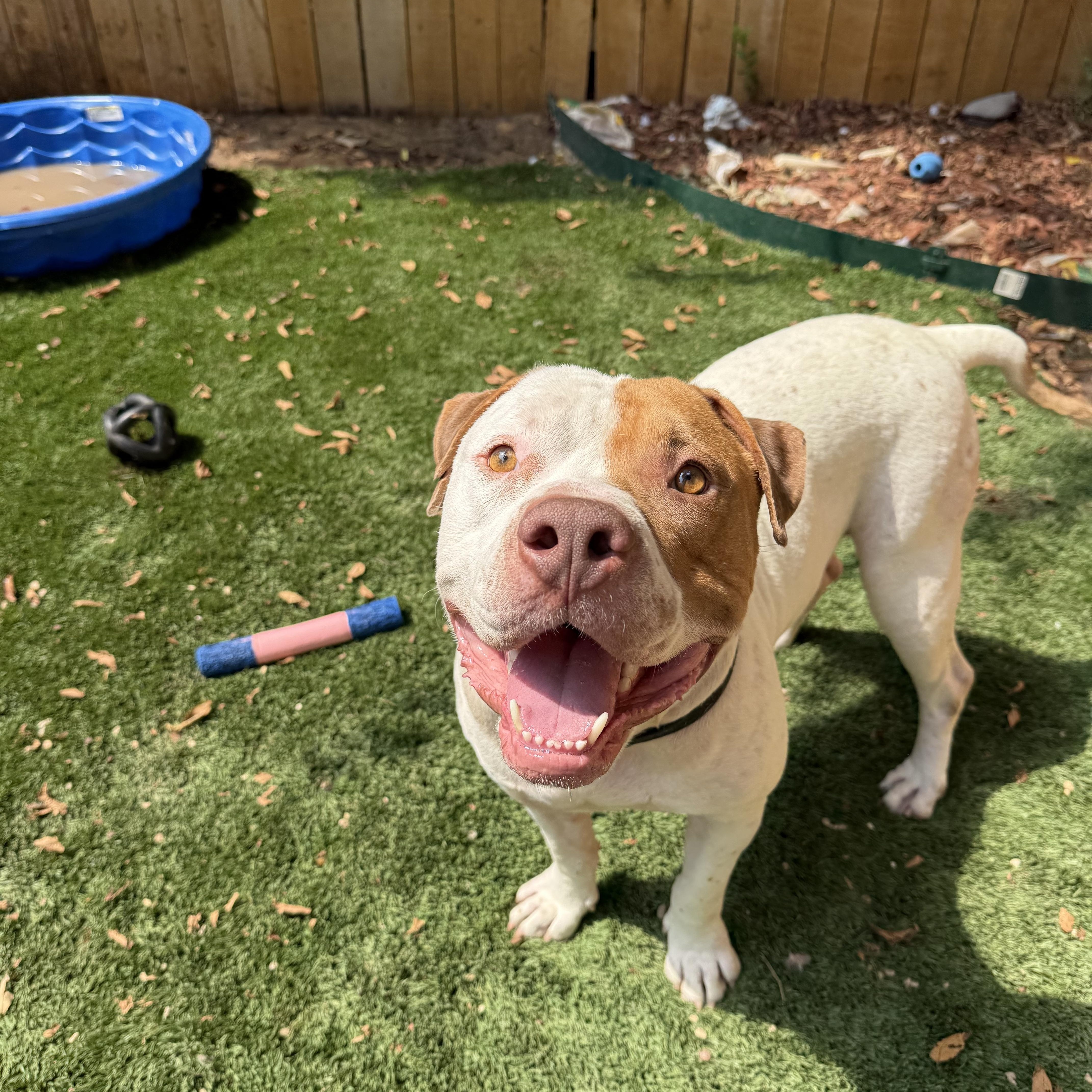 Enlarge Moo Cow, a Adoptable American Bulldog in Dallas, TX image 3/6