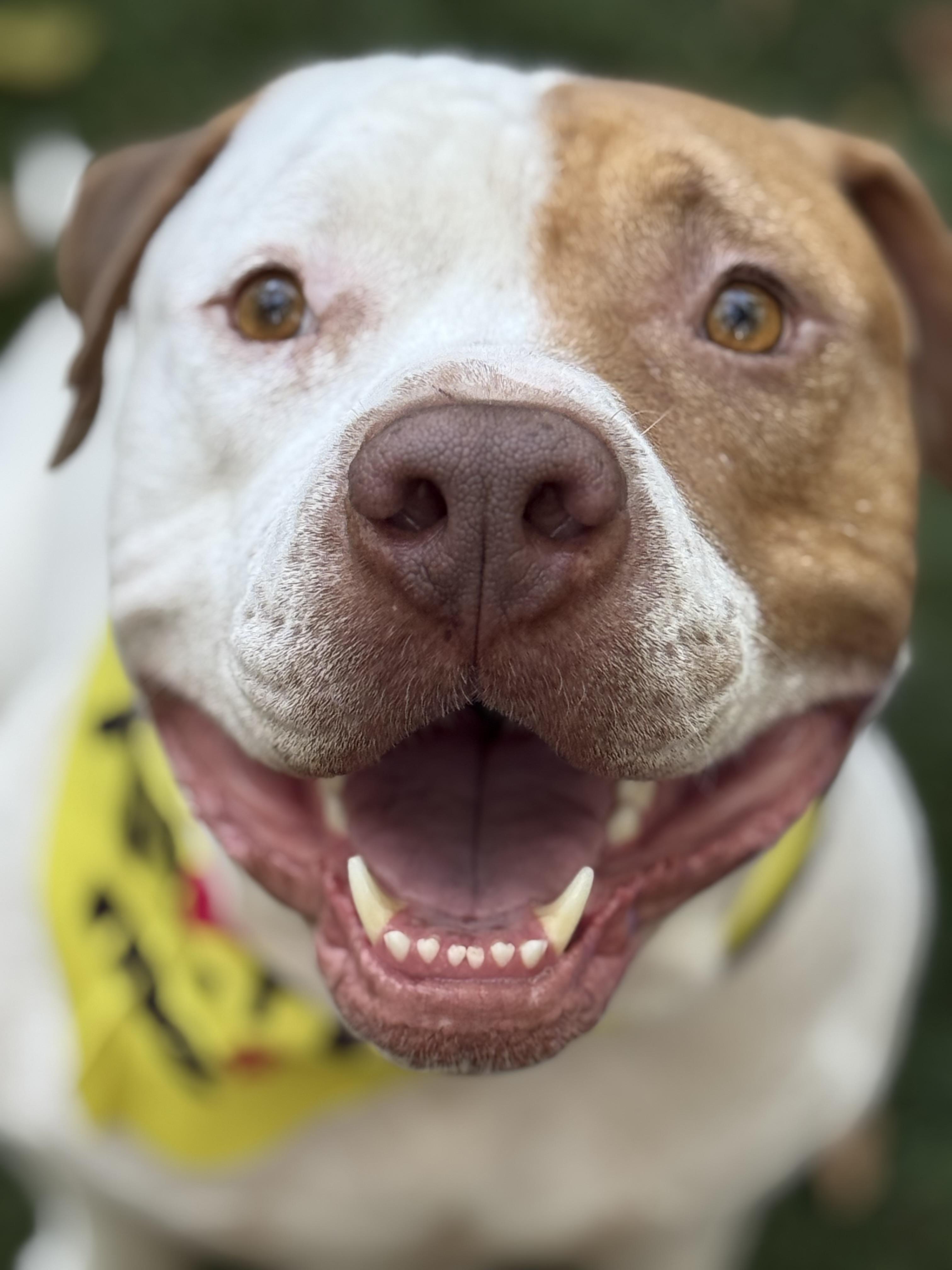Enlarge Moo Cow, a Adoptable American Bulldog in Dallas, TX image 1/6