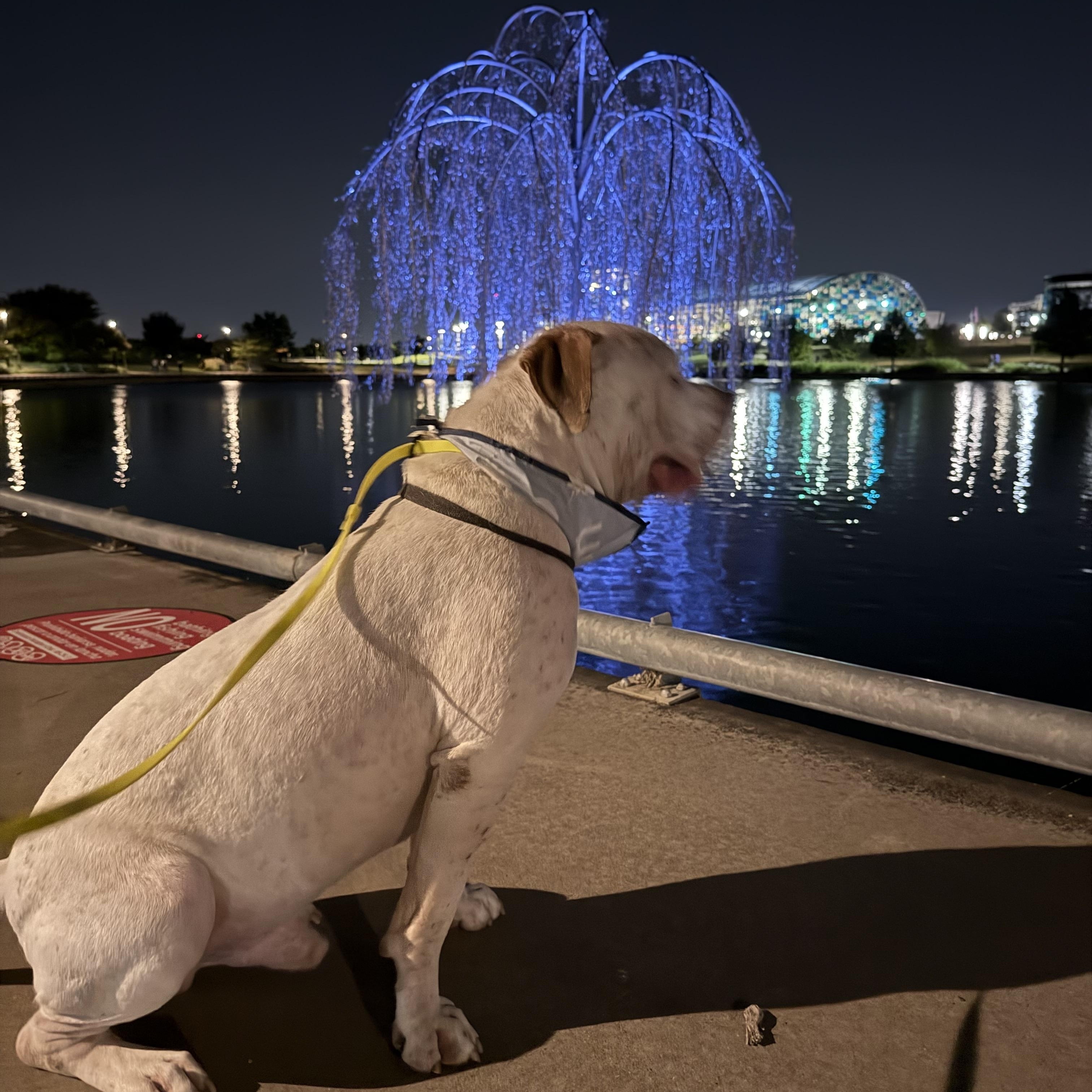 Enlarge Moo Cow, a Adoptable American Bulldog in Dallas, TX image 4/6
