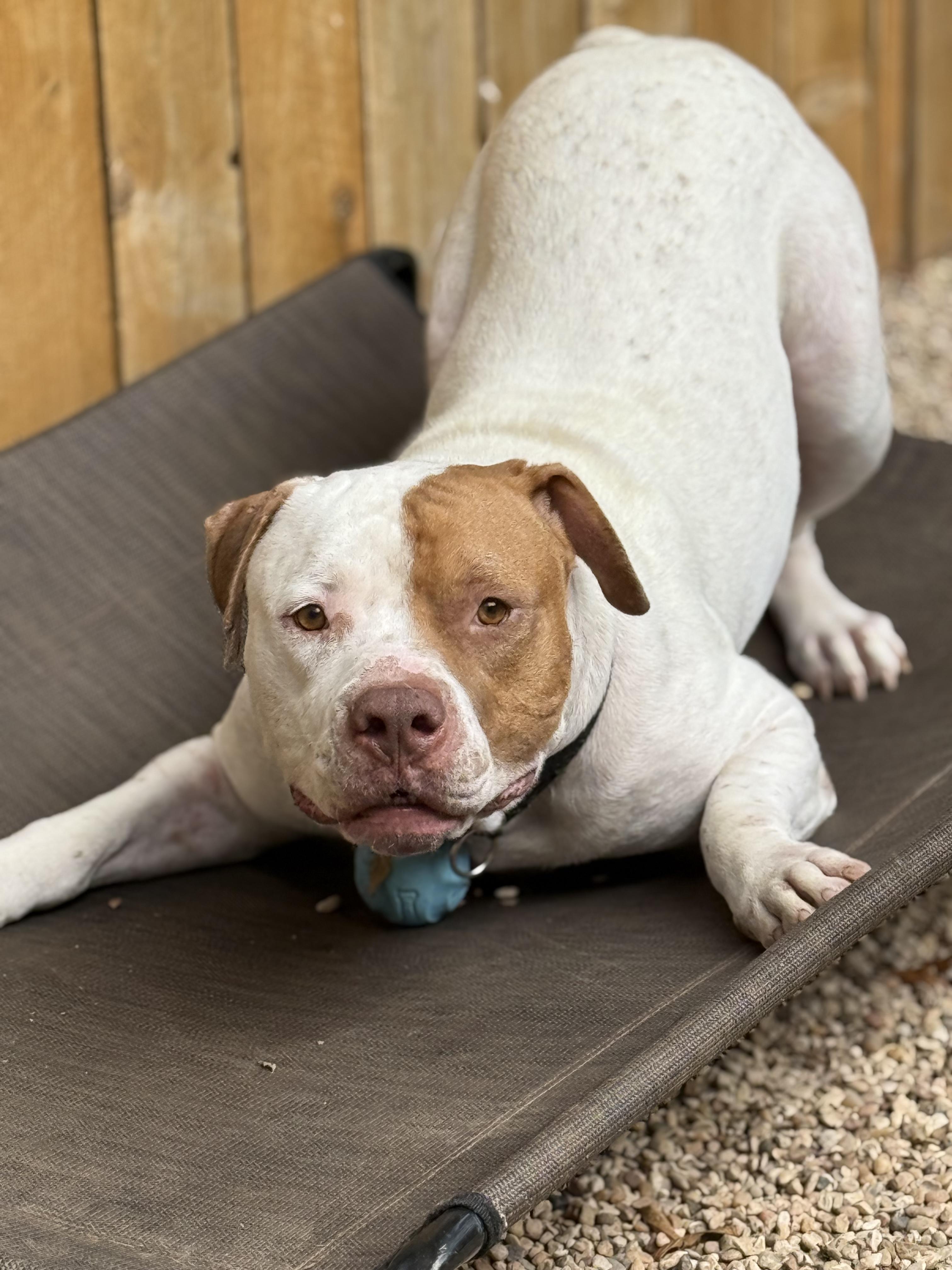 Enlarge Moo Cow, a Adoptable American Bulldog in Dallas, TX image 3/6