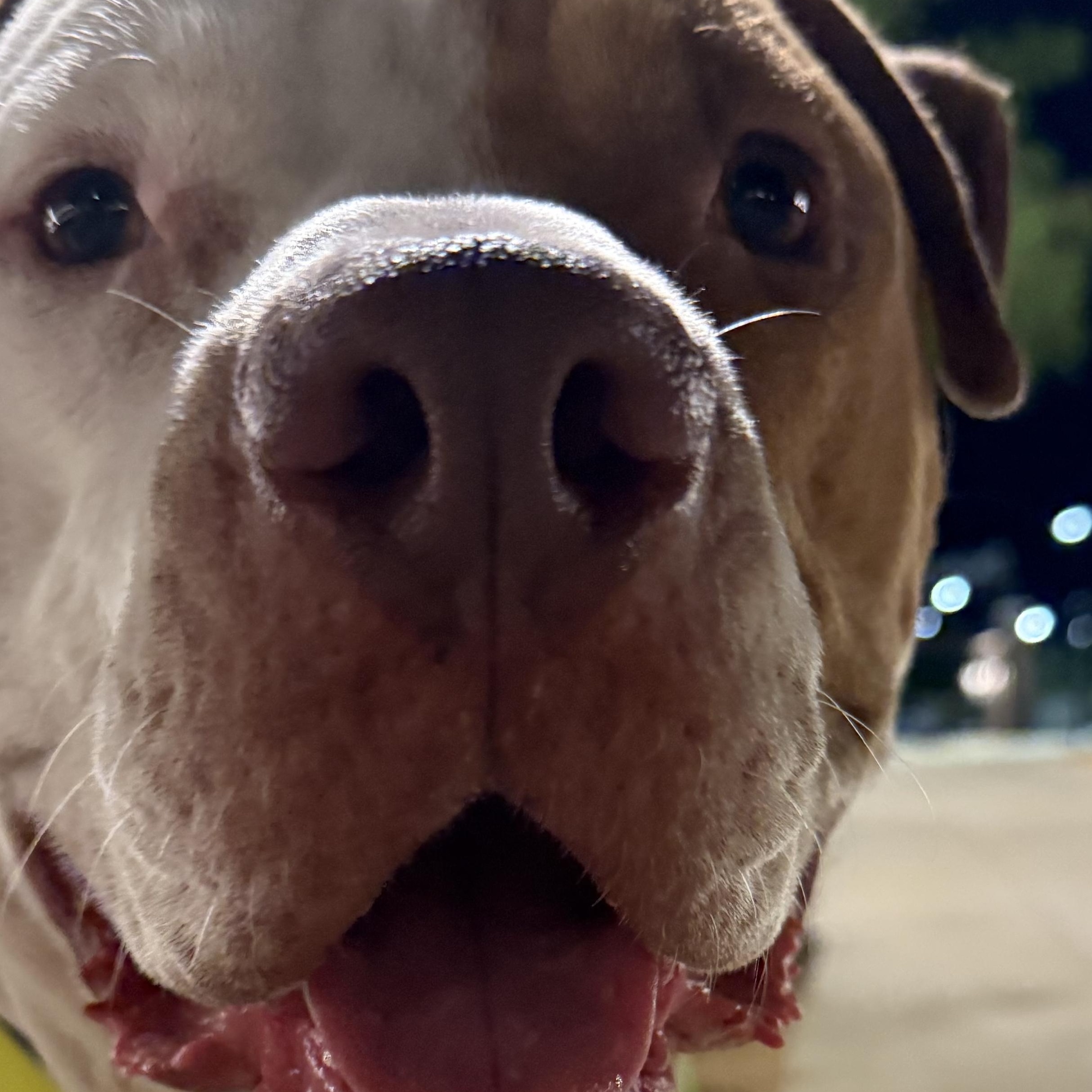 Enlarge Moo Cow, a Adoptable American Bulldog in Dallas, TX image 5/6