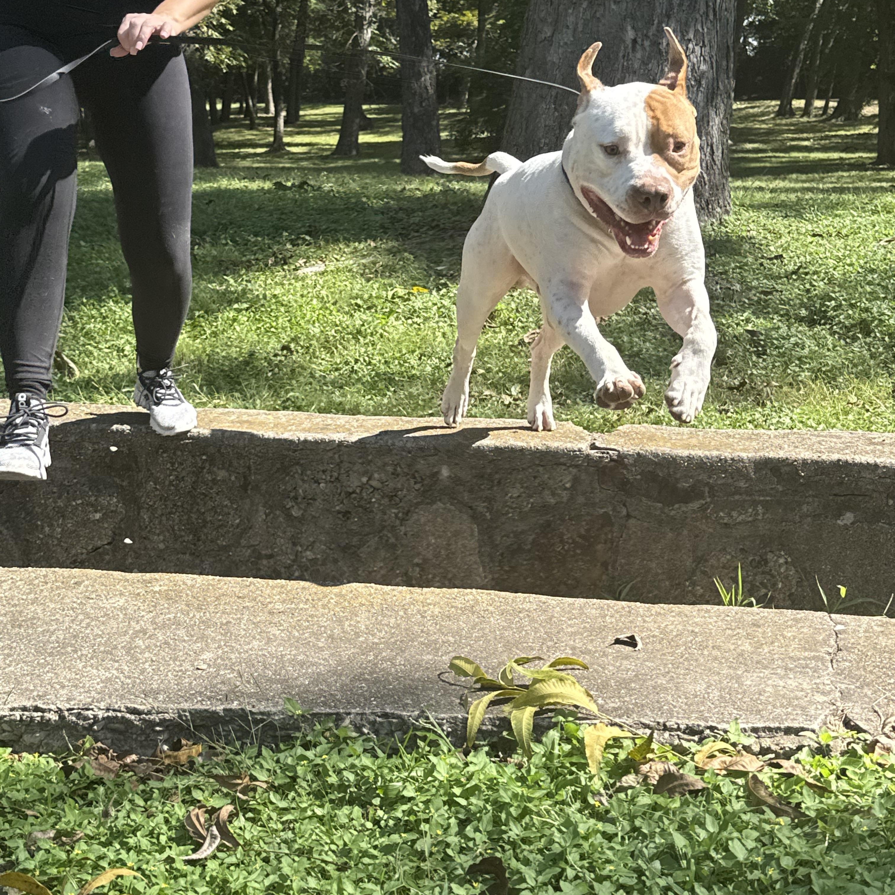 Enlarge Moo Cow, a Adoptable American Bulldog in Dallas, TX image 6/6
