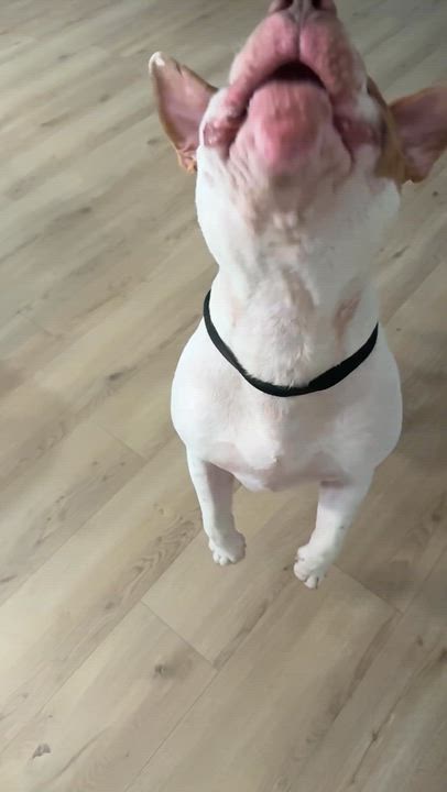 Enlarge Moo Cow, a Adoptable American Bulldog in Dallas, TX video 6/6