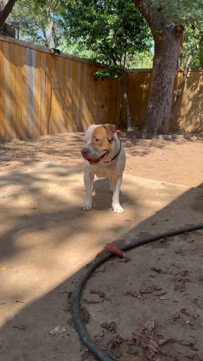 Enlarge Moo Cow, a Adoptable American Bulldog in Dallas, TX video 5/6