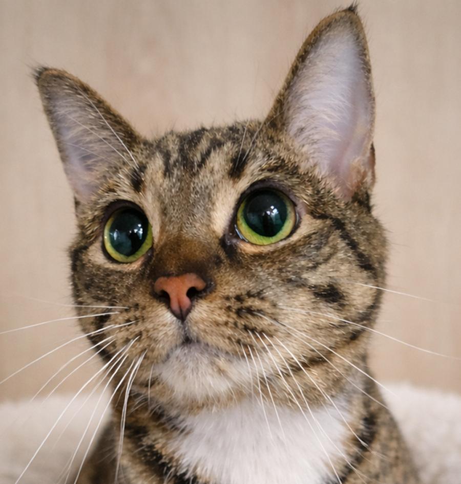 Mooney, a Adoptable mixed breed in Cuyahoga Falls, OH image 2/3