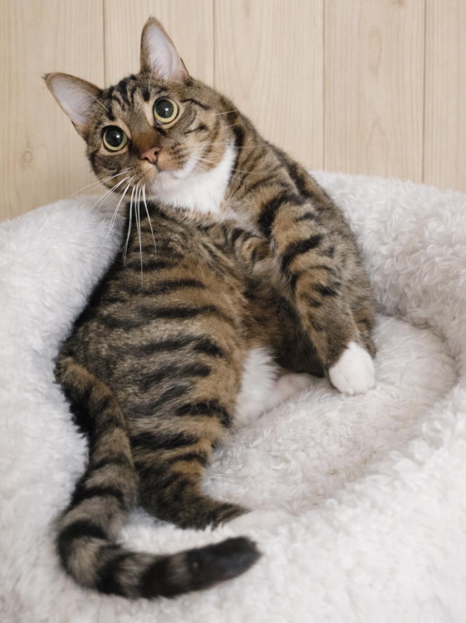 Mooney, a Adoptable mixed breed in Cuyahoga Falls, OH image 3/3