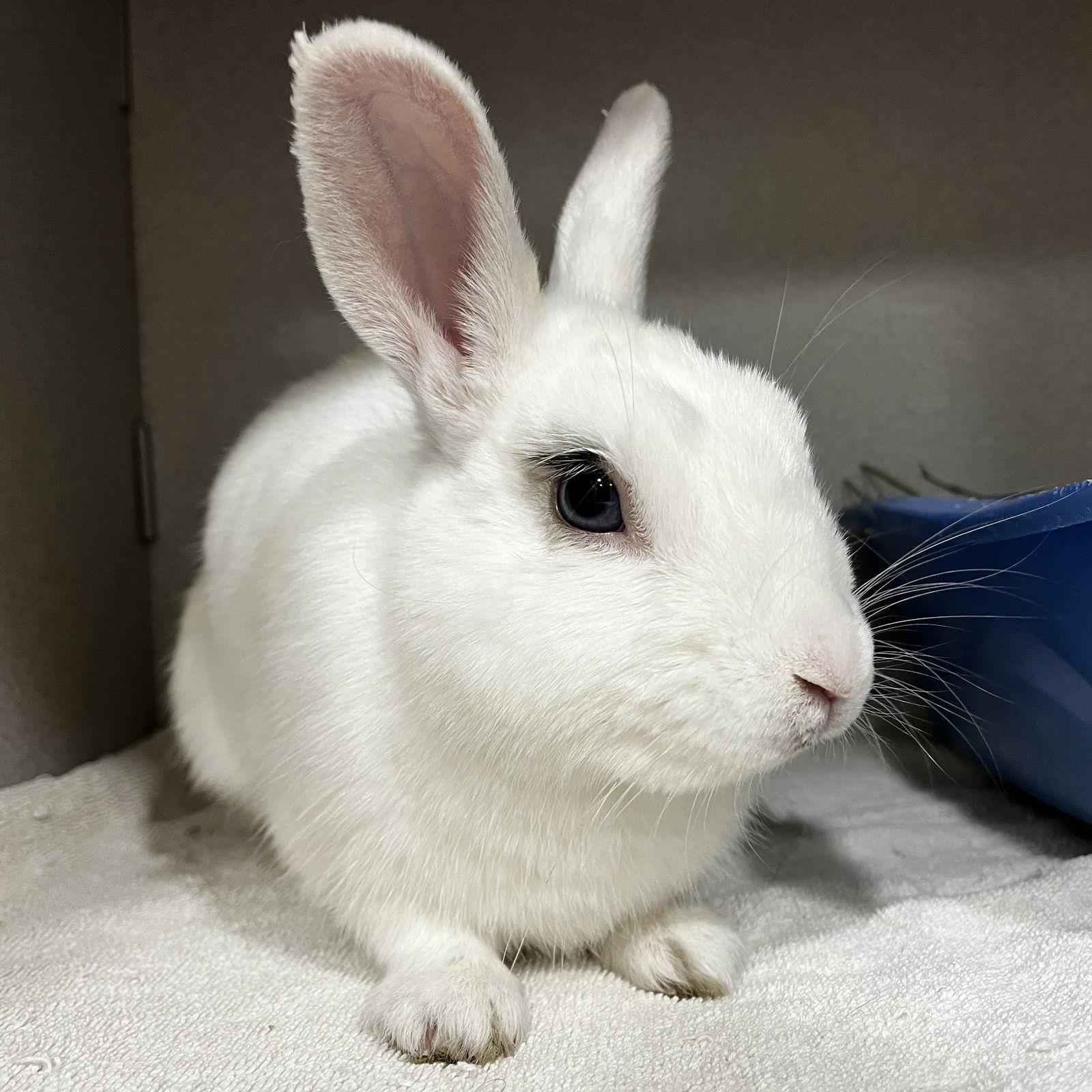 Poe, Adopted, Adult Male Dwarf & Hotot.