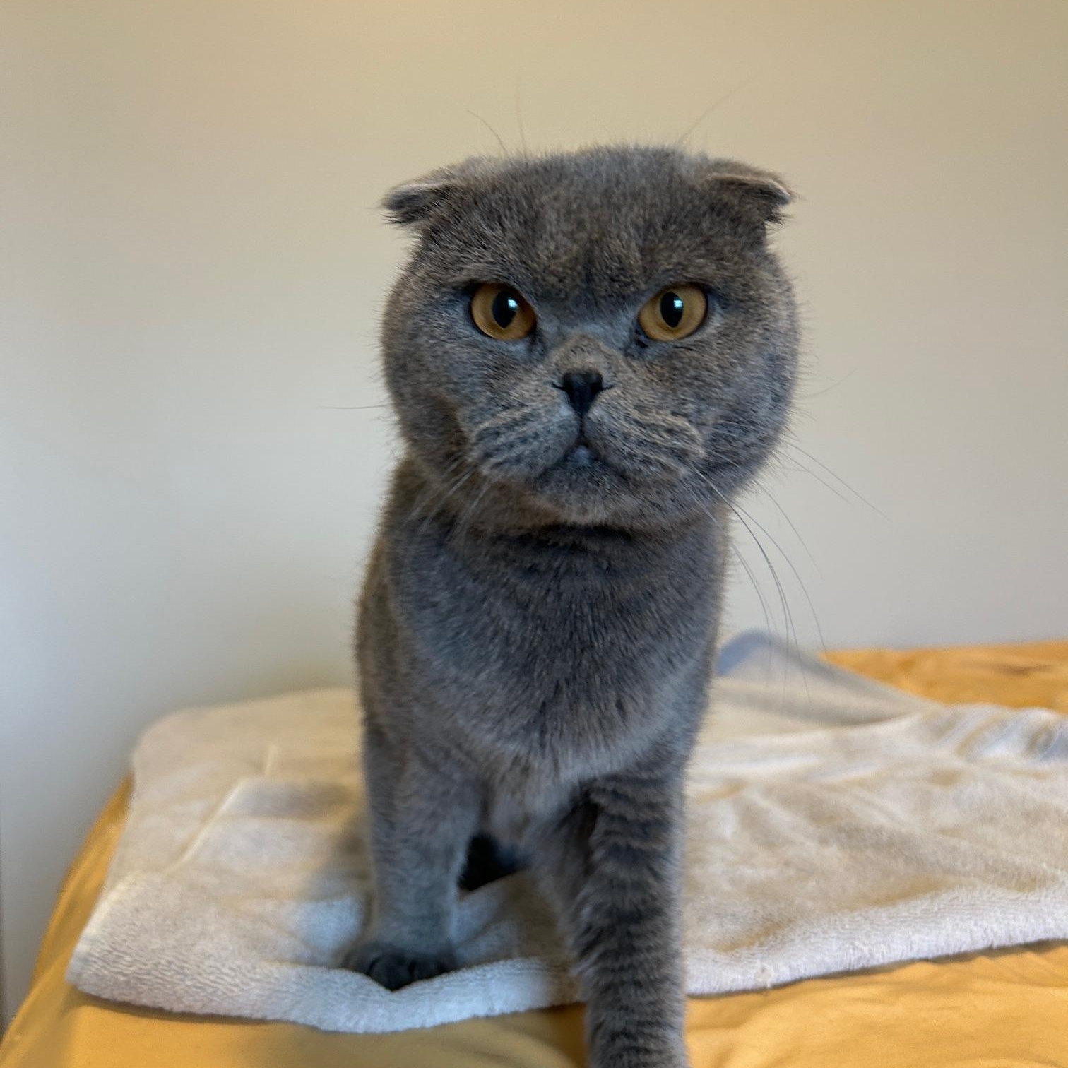 Blue, a Adopted Scottish Fold in Lancaster, PA image 6/6