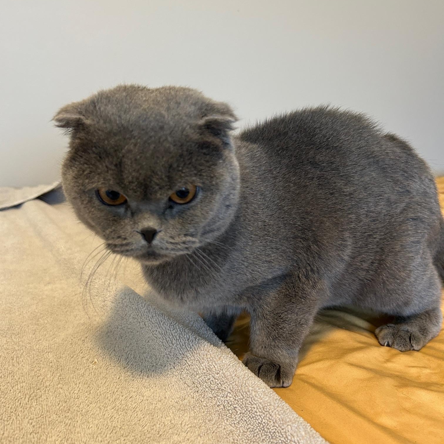 Blue, a Adopted Scottish Fold in Lancaster, PA image 1/6