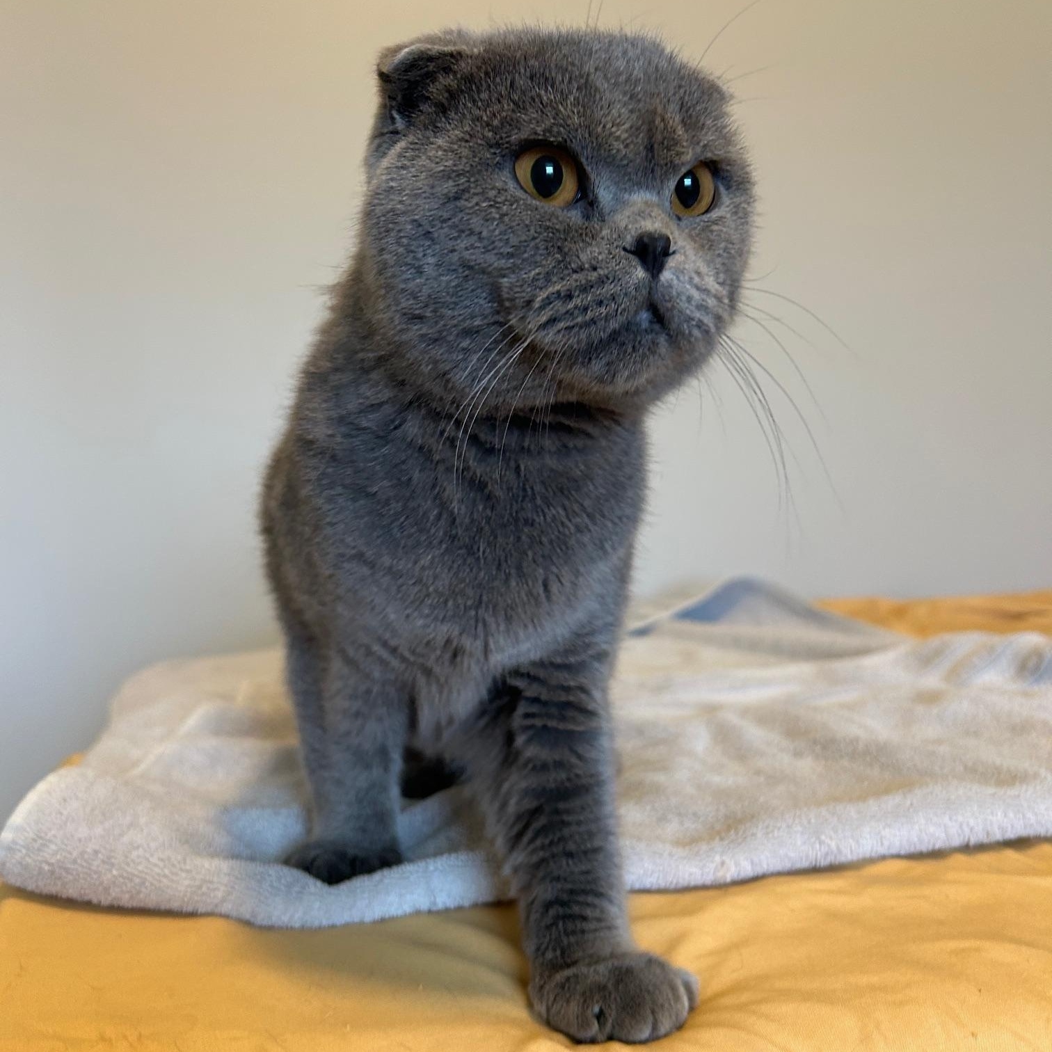 Blue, a Adopted Scottish Fold in Lancaster, PA image 3/6