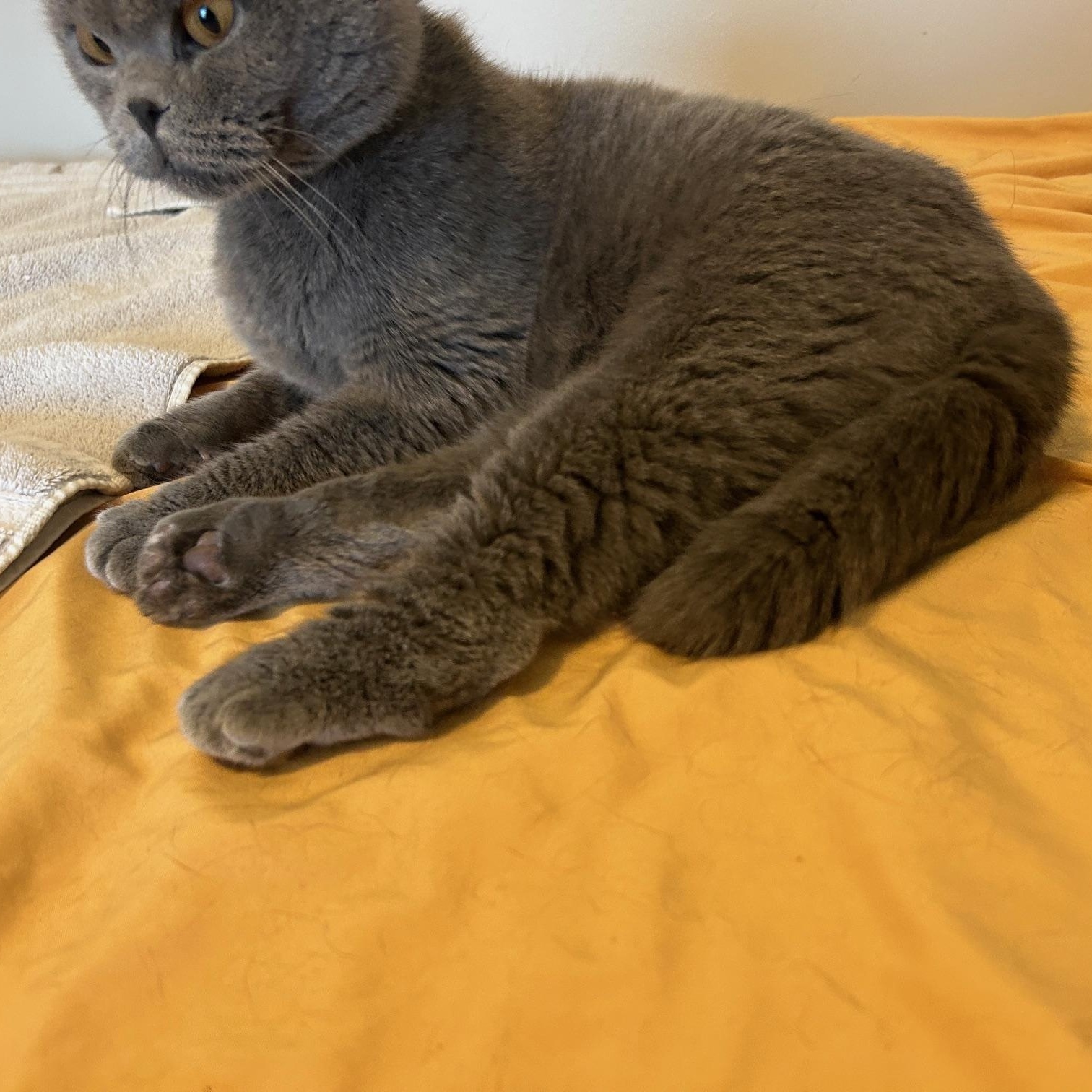 Blue, a Adopted Scottish Fold in Lancaster, PA image 5/6