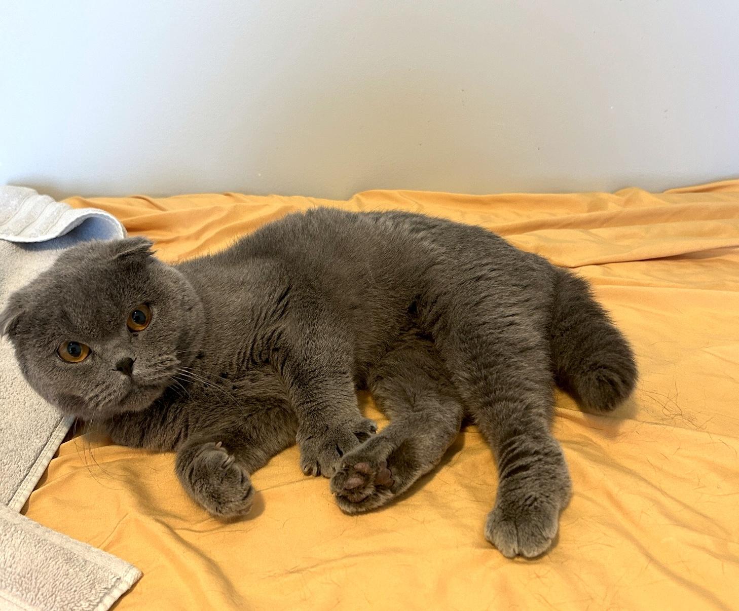 Blue, a Adopted Scottish Fold in Lancaster, PA image 2/6