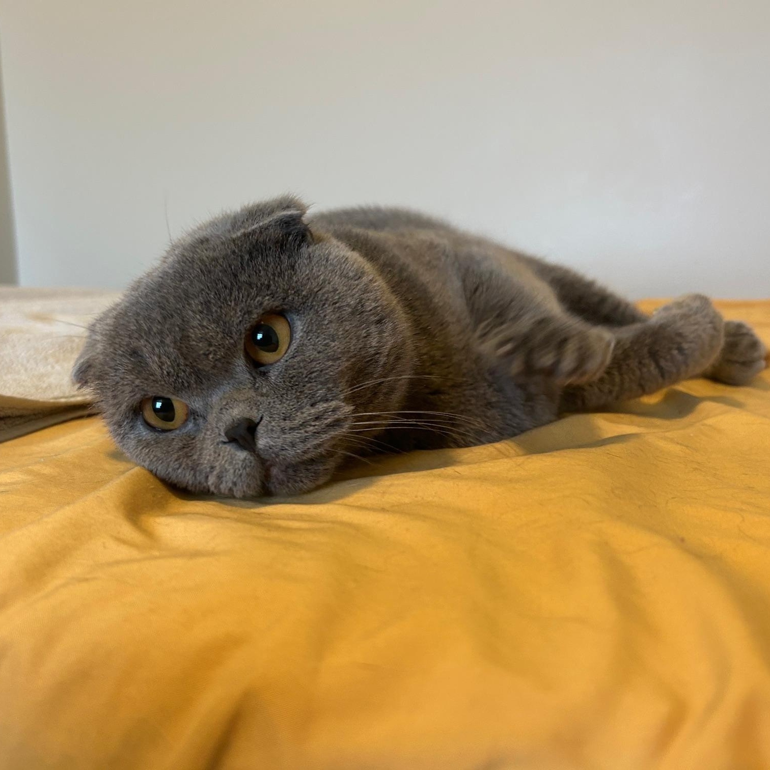 Blue, a Adopted Scottish Fold in Lancaster, PA image 4/6