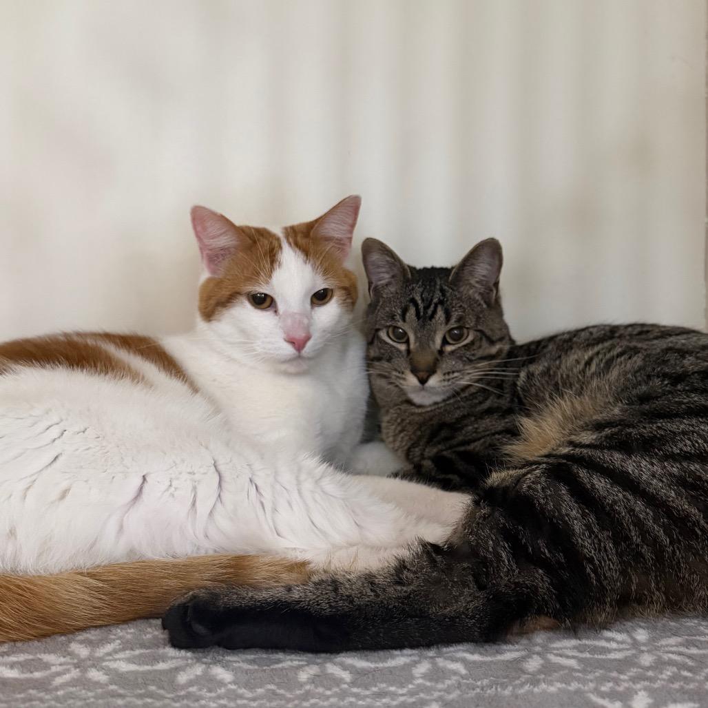 Thatcher, Adoptable, Young Male Domestic Short Hair.